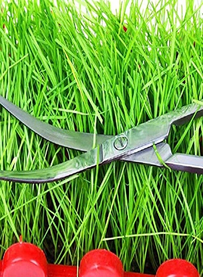 ويستيرن إرا مقص كبير الحجم من الفولاذ المقاوم للصدأ، أداة طويلة مستقيمة لتنسيق أحواض السمك وتنظيف النباتات المائية، من ويسترن إيرا - Image 4